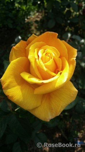 Роза Цветки глубокого желтого цвета, с возрастом выгорающие до бледно-желтого, махровые (26-40 лепестков), с умеренным ароматом, на побегах главным образом одиночные. Кусты густые, плотные, с глянцево