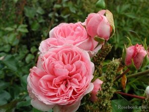Роза Чисто-розовые цветки, позднее выгорающие до бледно-розовых, крупные, густомахровые, ностальгической формы - чашевидные и квартированные, в кистях. Куст прямостоячий, ветвистый, густооблиственный,
