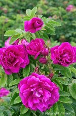 Роза Rosa rugosa Hansa
