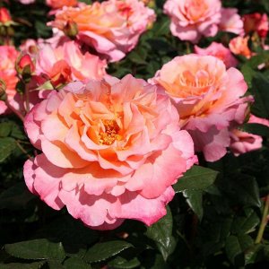 Роза Augusta Luise