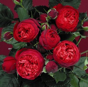 Роза Piano Ностальгическая чайно-гибридная роза с особенным оттенком. Большие цветки светящегося красного цвета, диаметром 10-12 см. Форма цветков вначале шарообразная, позже чашеобразная с популярной