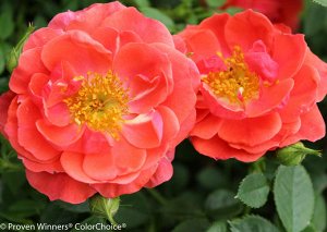 Роза Salsa Цветки диаметром 4-6 см, полумахровые, ярко-красные. Цветение обильное, повторное. Листва очень устойчивая к мучнистой росе и чёрной пятнистости. Куст сильно разветвлённый, плотный, высотой