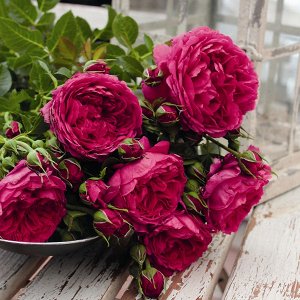 Роза Soul Королева красоты среди ностальгических шрабов. Цветки диаметром 8-10 см, тёмно-красные с фиолетовыми оттенками, густомахровые и ароматные, как старинные розы, могут стать акцентом в романтич