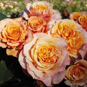 Роза шраб Цветки густомахровые, медно-жёлто-оранжевые, в крупных соцветиях, хорошо переносят жару, не выгорая на солнце. Аромат тонкий. Цветение обильное. Кусты вертикальные, стройные, густые.