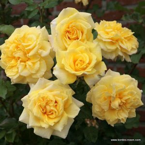 Роза Сказочная роза, которая бросается в глаза своими густомахровыми, квартированными, довольно ароматными цветками. Цветки жёлтые, частично с красным краем, в большинстве случаев собраны в соцветия. 