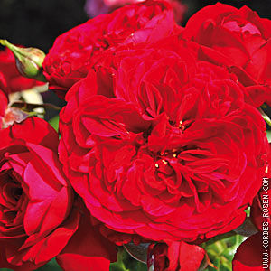 Роза Цветки тёмно-красные, густомахровые, ностальгические, диаметром 7 см. Аромат лёгкий. Листья высокоустойчивые к чёрной пятнистости, устойчивые к мучнистой росе. Кусты прямые, хорошо разветвлённые,