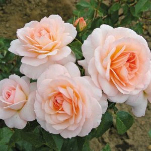 Роза шраб Мутация популярного сорта «Bremer Stadtmusikanten». Бутоны округлые, кремово-абрикосовые. Цветки нежно-абрикосовые с более тёмной серединкой, чаще всего в больших соцветиях, напоминают цветк