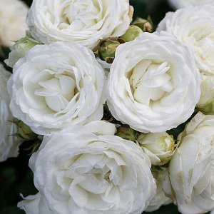 Роза патио Компактно растущая роза патио-типа. Цветки диаметром 4-5 см, махровые, округлые, чисто-белые, многочисленные, в соцветиях-спрей. Цветение повторное. Листва полностью устойчивая к чёрной пят