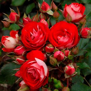 Роза Цветки диаметром 4-5 см, шаровидные, махровые, светло-красные с белой обратной стороной лепестков, в многочисленных соцветиях. Цветение обильное, повторное. Листва полностью устойчивая к чёрной п