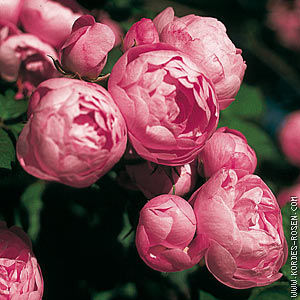 Роза шраб Цветки светло-пурпурно-розовые, шаровидные, диаметром 5 см, махровые (18-30 лепестков), с лёгким ароматом, одиночные и в небольших пониклых соцветиях. Листья тёмно-зелёные, шершавые, кожисты
