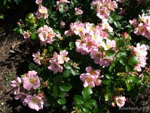 Роза Сложно сказать, правильней называть эту розу шрабом или почвопокровной, поскольку хотя куст и разрастается в ширину почти в два раза больше, чем в высоту, он не ползучий. Простые цветки из 5 лепе