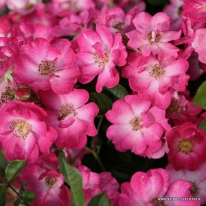 Роза патио Бутоны тёмные, овальные, заострённые. Цветки простые, от пурпурных до карминно-красных с белым центром, очень яркие, многочисленные, как правило, в соцветиях по 8-12 цветков, устойчивые к д