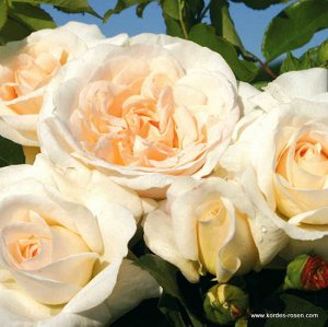 Роза Цветки прелестные, густомахровые, кремово-белые. Аромат тонкий, великолепный. Кусты вертикальные, густые. Знак ADR-2007, а также сорт имеет золотую медаль.