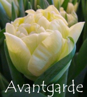 Новинка Avant Garde