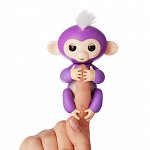 Baby Monkeys