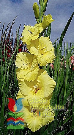 Гладиолус крупноцветковый Бананарама