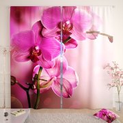 Розовая орхидея 2