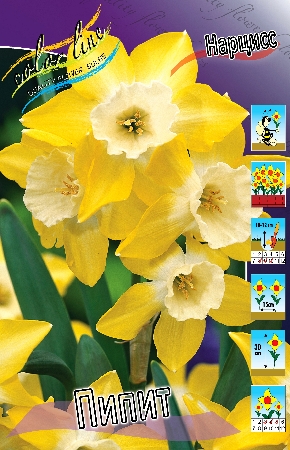 Нарцисс (жонкил.) Сильный аромат! Жёлтый околоцветник, бледно-жёлтая, почти белая коронка. На каждом стебле до 4-5 цветков. Высота: 30см