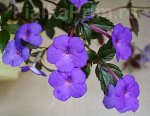р_ Purple Triumph