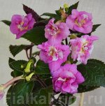 р_ xAchimenantha    Star Tracker