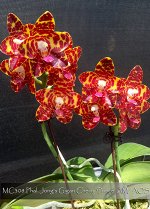 красивенный  Phal Jongs Gigan Cherry &quot;prince&quot;