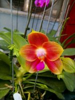 фаленопсис  Joy Spring Canary Orange