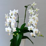 фаленопсис Phal. Hatsuyuki &#039;Nagoriyuki&#039;