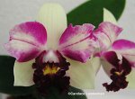Lc. Hwa Yuan Angel &#039;Little Beauty&#039; AM OSROC