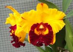 Blc. Chunyeah No 17