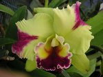 Blc.Haw Yuan Grace