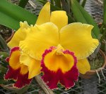 Blc. Chyong Guu Chaffinch &#039;Ta Hsin&#039; AM/AOS