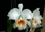 Blc.Eagle Eye