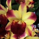 (LC.Loog Tone x Pot.Little Toshie)