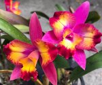 Slc.Hawaiian Splash&#039;&#039;Lea&#039;&#039;