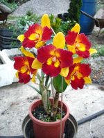 Rth Qing Ming Beauty