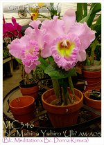 Blc.Mahina Yahiro &#039;Ulii&#039;
