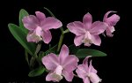 C.loddigesii