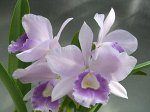 Lc.Blue Angle