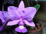 C.walkeriana x C.nobilior