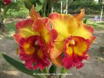 Rlc.Chomthong Fancy