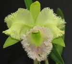 Blc.Golf Green Hair pig