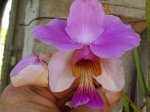 Vanda teres