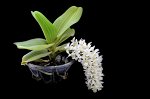 Rhy.gigantea alba