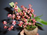 Onc.Kutoo ‘CT-Little Cherry’.