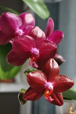 Phal.Sogo Rose &quot;YC&quot;
