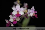 Dor. Pulcherrima x P. Anna-Larati Soekardi
