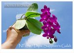 А Dtps.Purple Martin ‘4N’ x P. violacea indigo