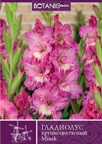 Gladiolus Russian parrot
