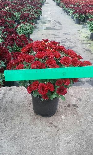 Комнатное растение
