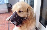 Намордник для собак цвет КОРИЧНЕВЫЙ